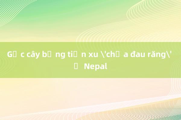 Gốc cây bằng tiền xu 'chữa đau răng' ở Nepal