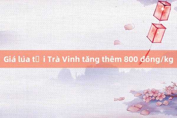 Giá lúa tại Trà Vinh tăng thêm 800 đồng/kg