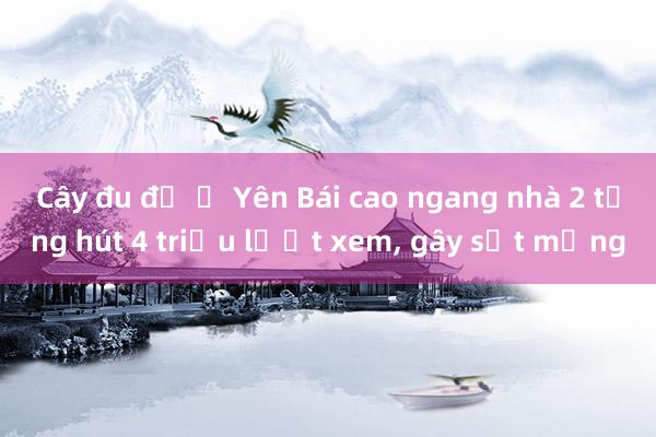 Cây đu đủ ở Yên Bái cao ngang nhà 2 tầng hút 4 triệu lượt xem， gây sốt mạng