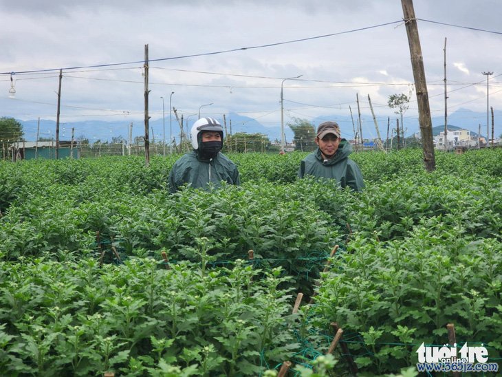 Tết đến gần nhưng vắng người mua, thủ phủ hoa cúc miền Trung lo lắng - Ảnh 5.