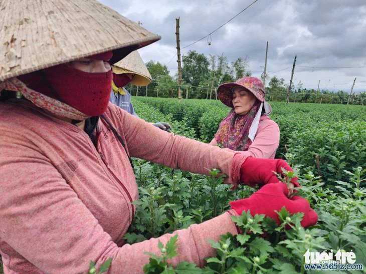 Tết đến gần nhưng vắng người mua, thủ phủ hoa cúc miền Trung lo lắng - Ảnh 6.